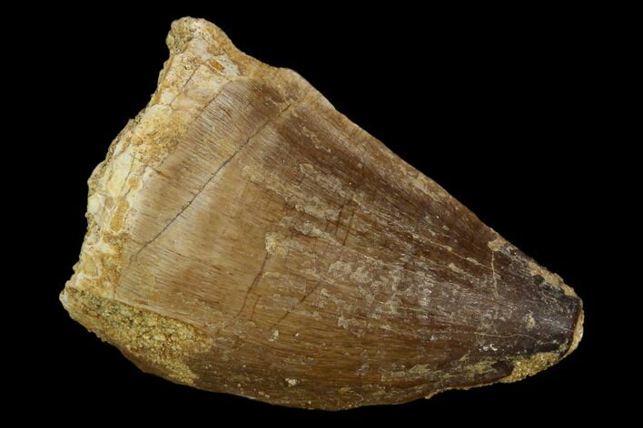 Mosasaur (Prognathodon) Tooth - Morocco #118894